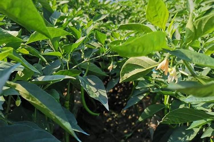 种芝麻用什么肥料好