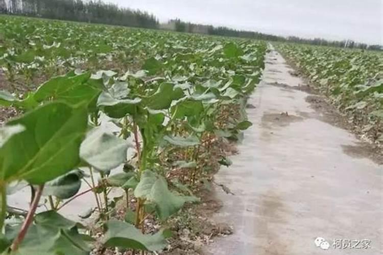 请问一下种芝麻用什么肥料
