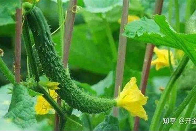 含腐植酸水溶肥料配方