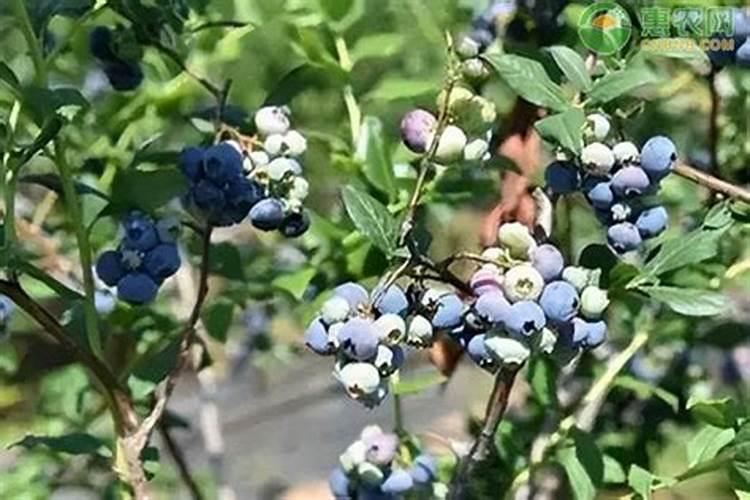 方解石在农业领域可以用来做什么？
