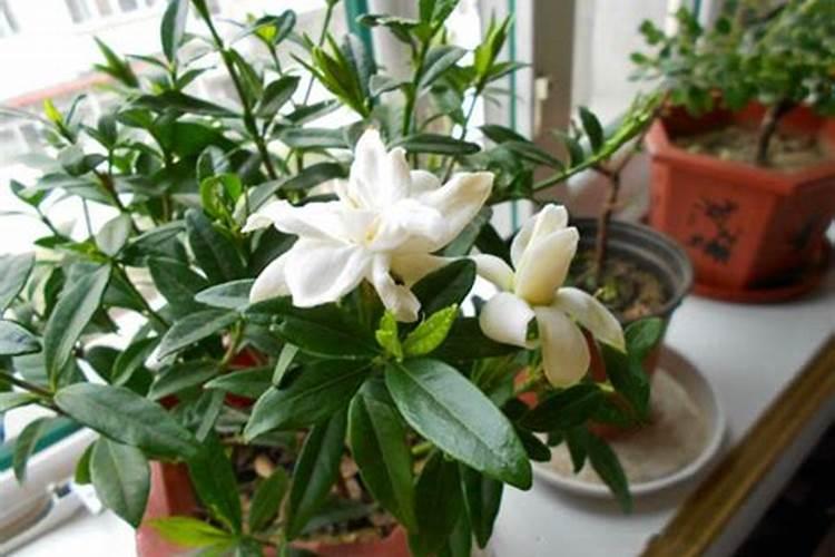 栀子花应该施什么肥