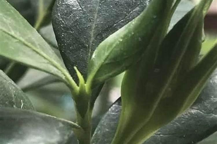 尿素可以用来给栀子花施肥吗