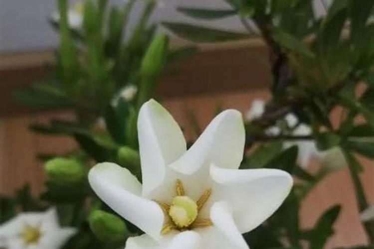 栀子花用什么肥料
