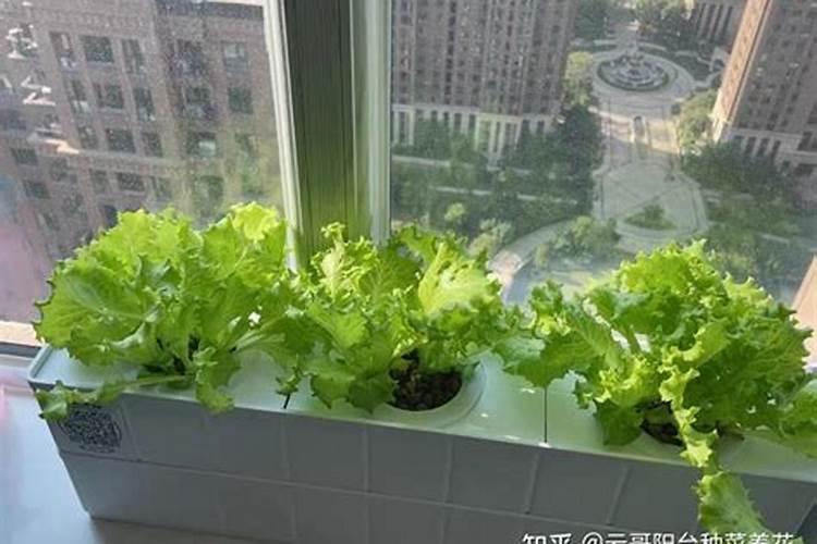 水培植物营养液的正确使用方法