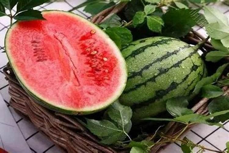 大棚西瓜营养供给有哪些方案？