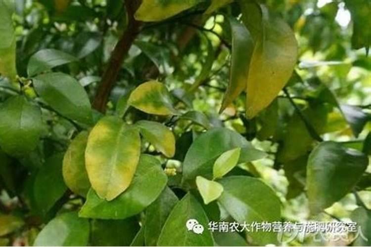 桔子树叶发黄干枯是怎么回事
