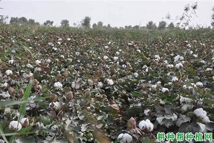 棉花在幼苗时期,需要给他浇灌肥料吗？