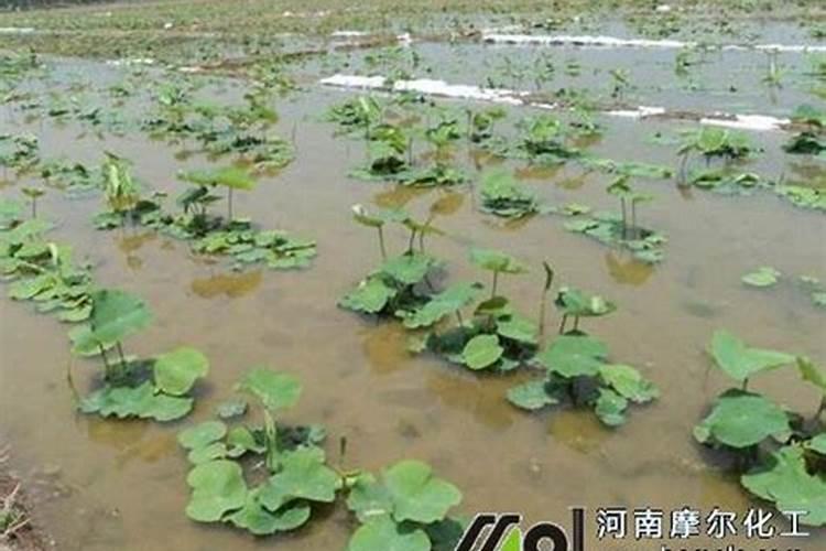 莲藕专用肥料