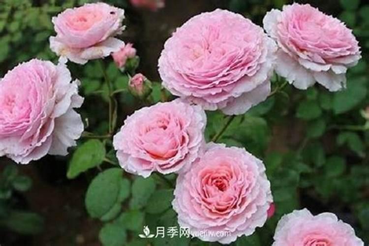 月季小苗怎么养,如何养壮