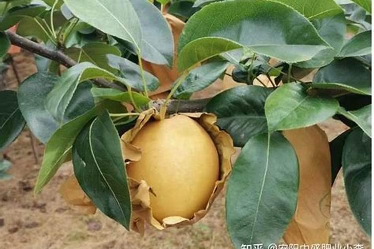 梨树需肥特点是什么