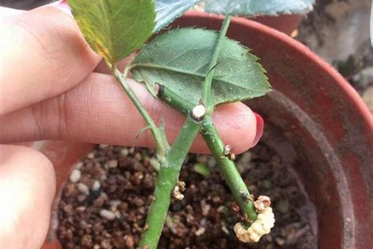 黑芝麻的栽培管理技术要点