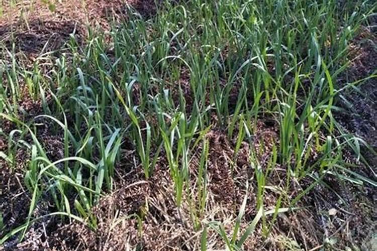 金玉满堂花怎么浇水方法