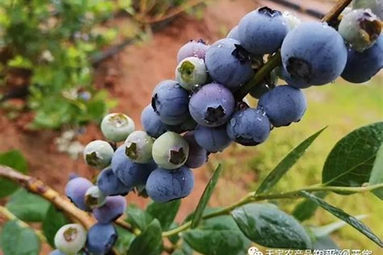 果树花期施什么肥