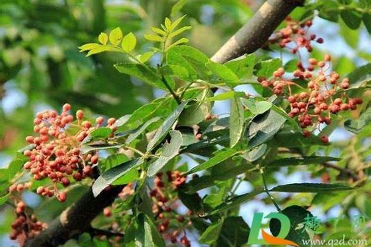 花椒树什么时候移栽比较好？怎样提高成活率？
