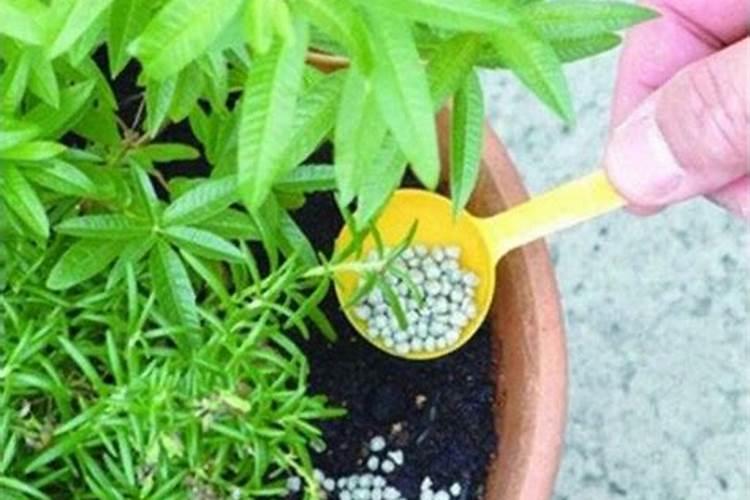怎么给花补氮肥