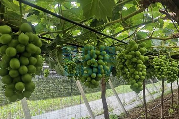 种芝麻用什么肥料