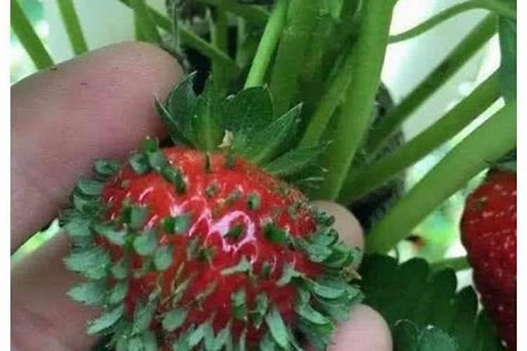 芸苔素对草莓长茎有用吗