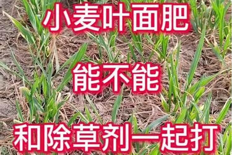 麦子追肥可以用叶面肥代替么