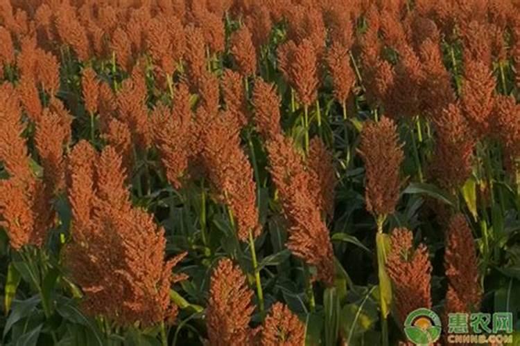 地栽月季施什么肥料最好？