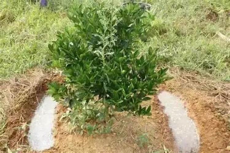 月季花修剪后施什么肥