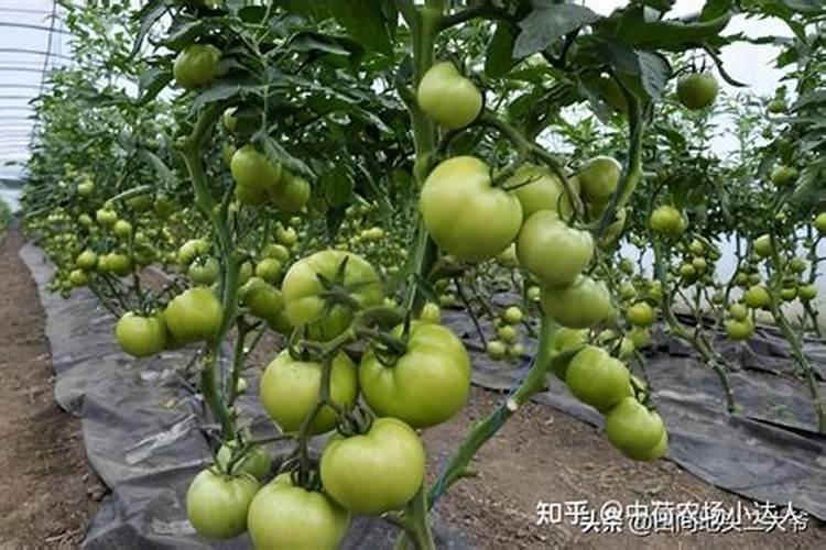 硅肥和钙肥能不能一起用 你知道吗