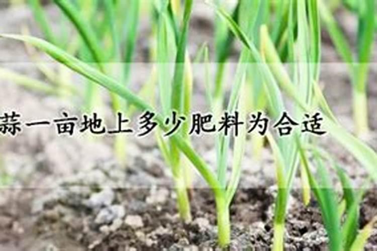 刚买的三角梅怎么养护