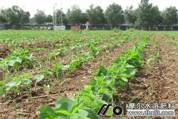 苹果花后究竟要不要浇水,需要视哪些情况而定？