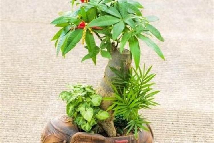 香蕉正确施肥方法