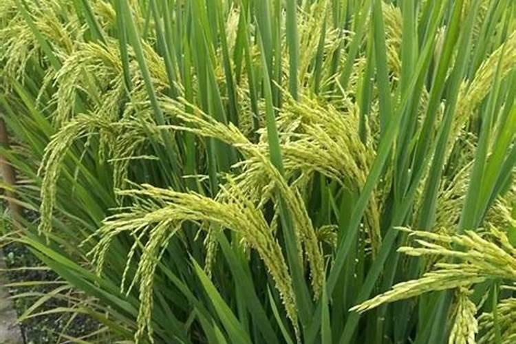 樱桃树两年施肥每棵施多少？