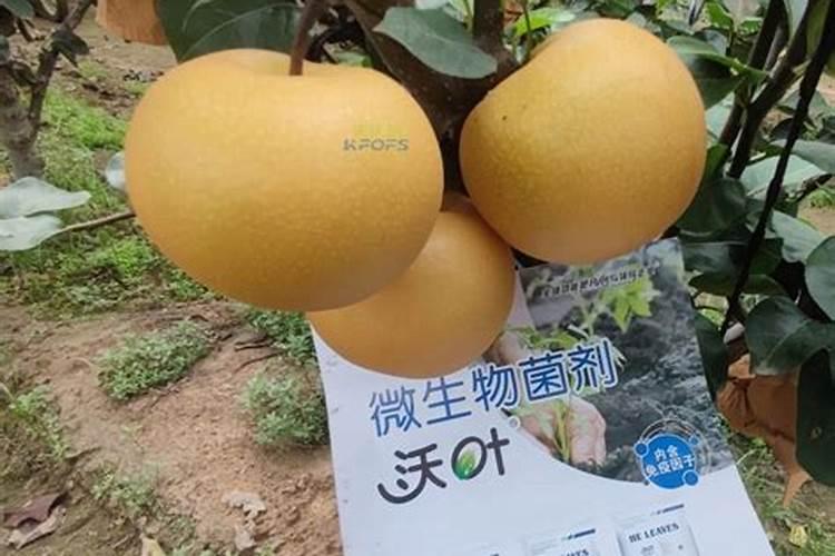 膨果肥用什么肥最好