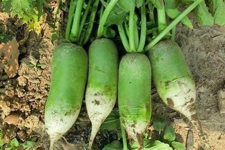 农膜滴灌水肥一体化技术