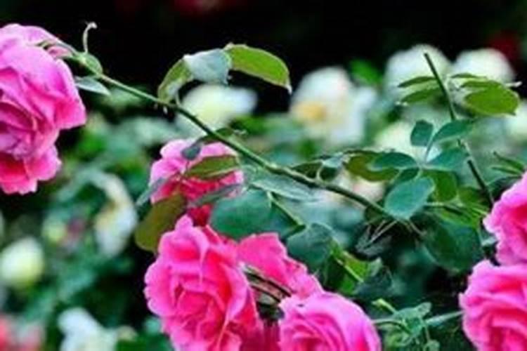 玫瑰怎么施肥,不同生长时期合理施肥花开满盆