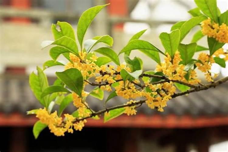 桂花怎么施肥