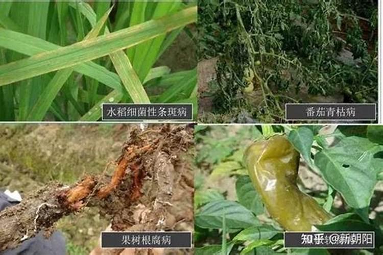 蒜苗叶子上黄色粉沫是什么病？