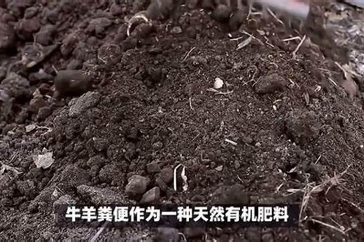 钾肥过量的危害图