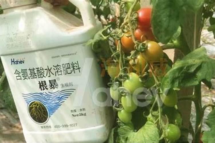 迎春花冬天施什么肥