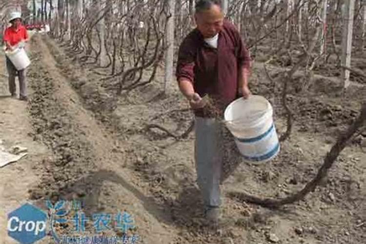 葡萄什么时候上肥料最好