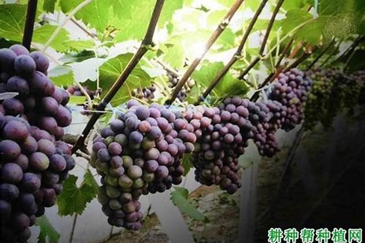 葡萄树什么时候施肥葡萄树的施肥时间
