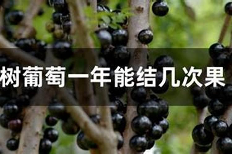 葡萄树施那种肥料好