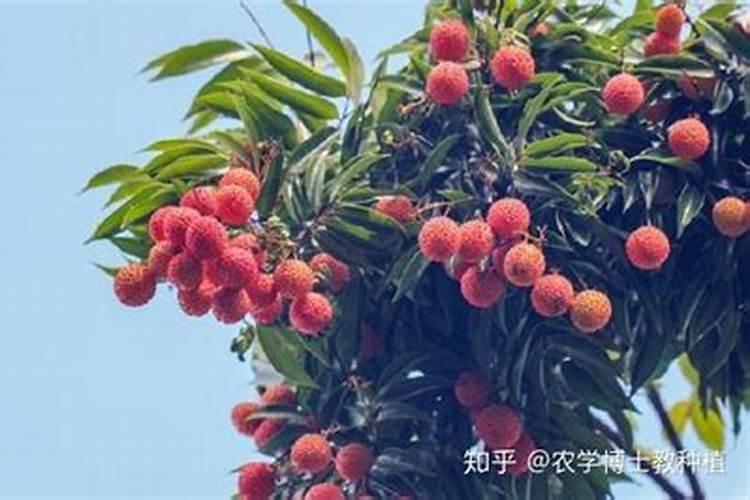 下小雨,家里养的兰花可以盆面撒磷酸二氢钾后淋雨吗