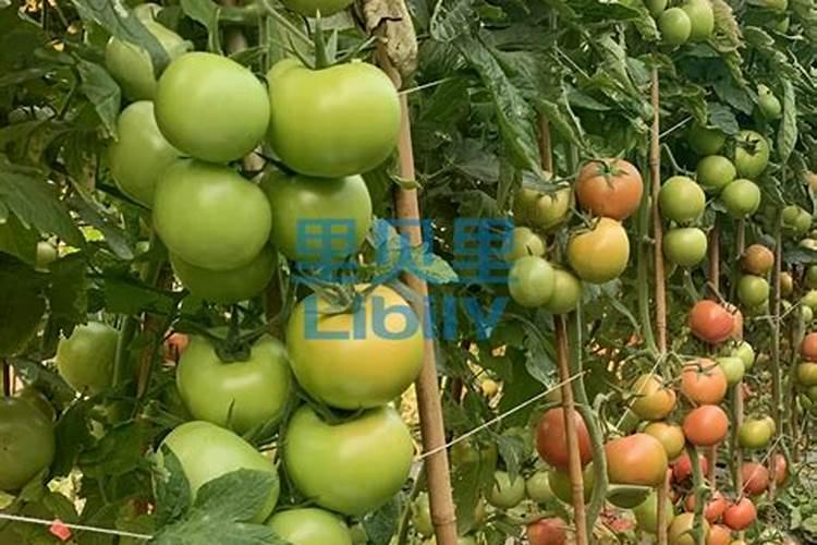 昙花用什么肥好