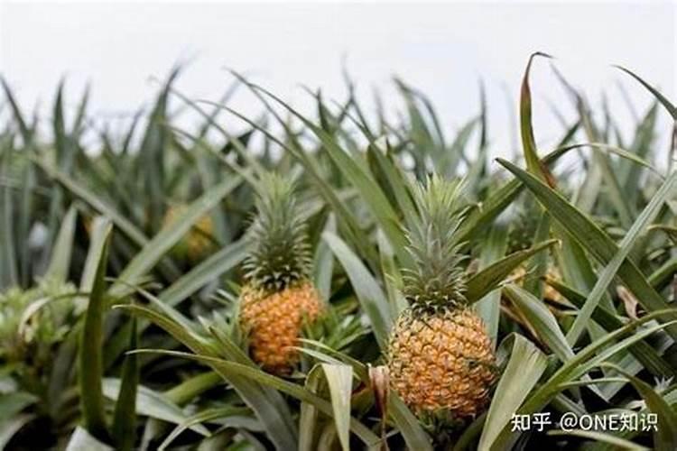 想要种植的菠萝高产,需要注意哪些问题？