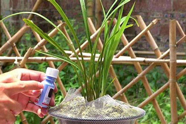 兰花的磷酸二氢钾使用方法