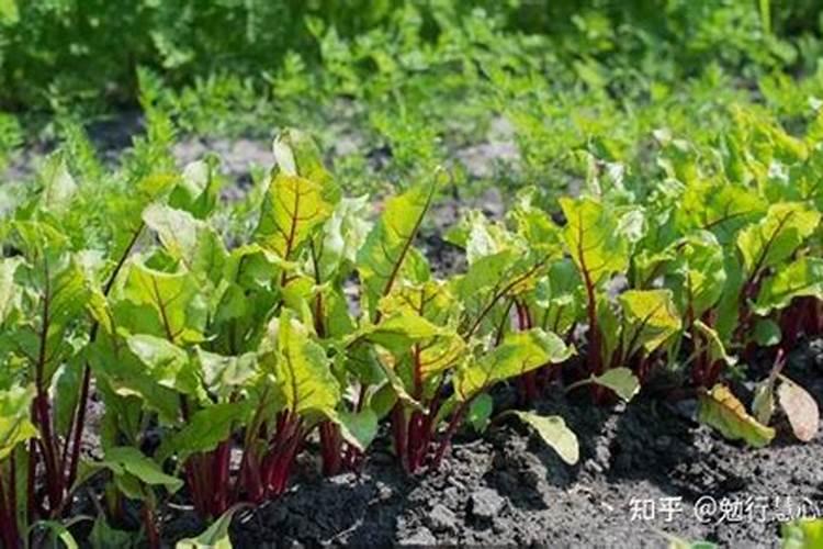 甜菜各生育期吸收氮磷钾养分各占多大比例？