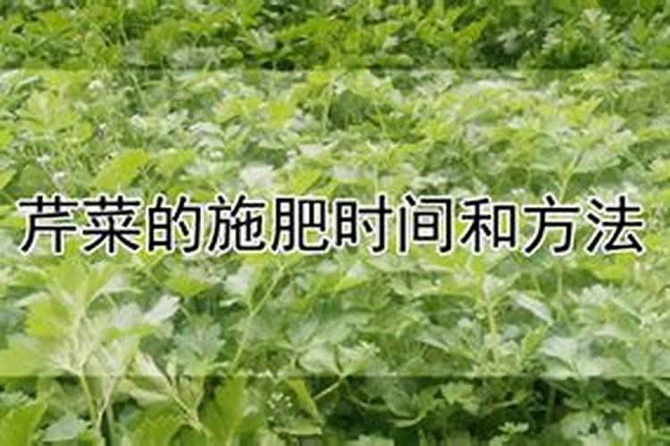 芹菜施什么肥长得好