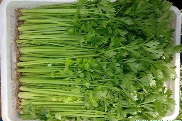 芹菜施什么肥好