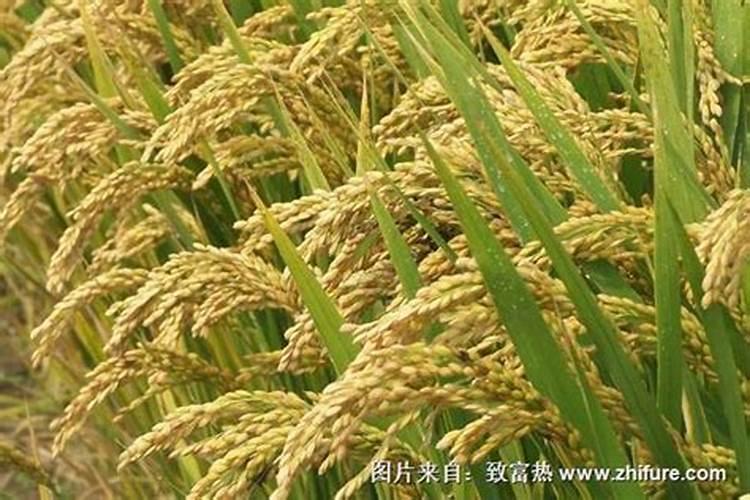 水稻灌浆期用施肥吗 水稻灌浆期用是否需要施肥
