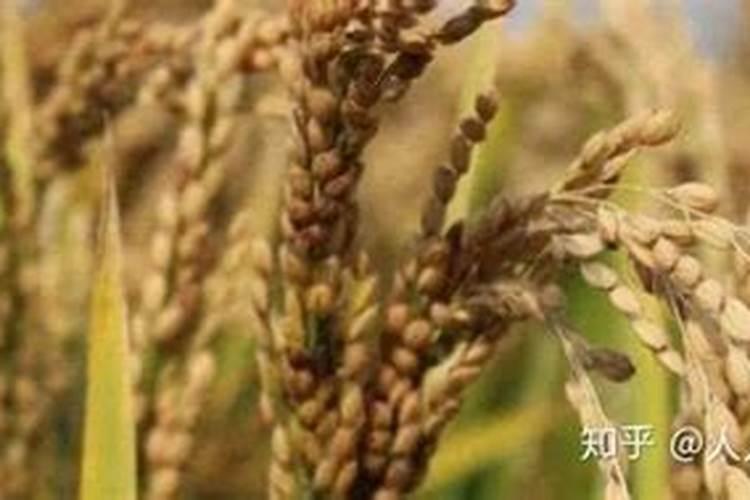 水稻灌浆期用施肥吗 水稻灌浆期用是否需要施肥