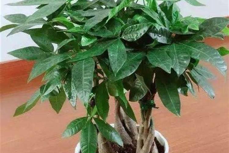 发财树浇什么水最好
