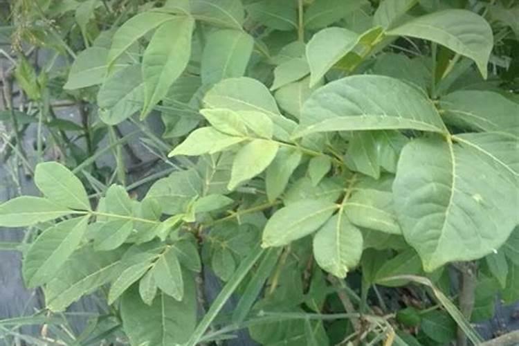 吴茱萸矮小不长缺什么肥料？